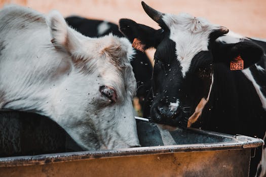 USA nasazují miliony sterilních much proti škůdcům dobytka