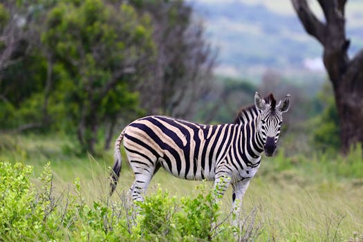 Novozélanďan se 3 dětmi 4 roky unikal policii v divočině