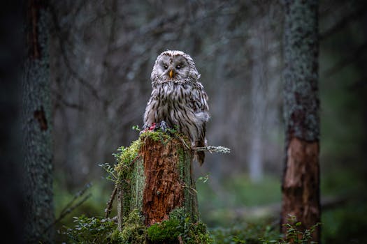 Zelenskyj žádá Trumpa o sankce proti Rusku: Všichni sledují USA