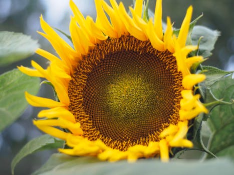 Kafka: Veselý Intelektuál, Nejen Brouk ve Stínu, Tvrdí Holland