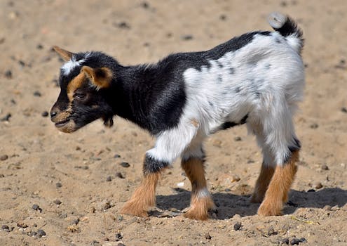 Fiala a Babiš vyměnili role: Co to znamená pro českou politiku?