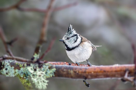 AVE CZ obviněna z krácení poplatků, škoda miliardu Kč