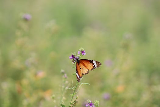 Pákistán Zadržel 4 Podezřelé z Bombového Útoku s Vazbami na Afghánistán