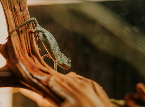 Staré odrůdy ovoce: Klíč k adaptaci na klimatické změny