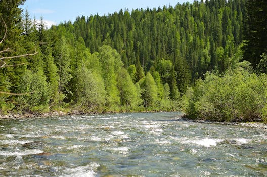 Lesy a CO2: Nejsou vždy jen pohlcovače, ale i zdroje!