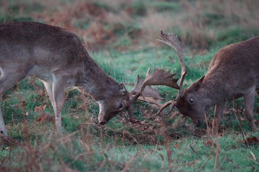 Gudas v NHL: Jak se naučil rvát a dominovat na ledě